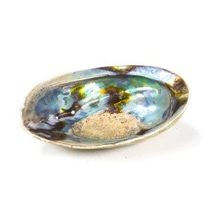 Phoenix Import Rainbow Abalone Shell Paua Haliotis školjka za grijaće snopove